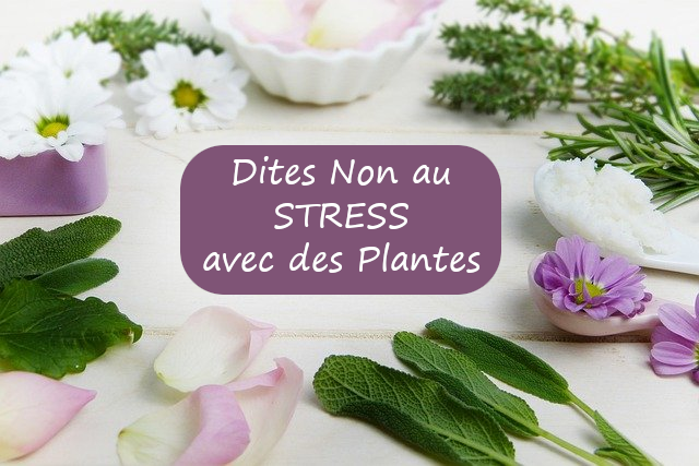 plante antistress